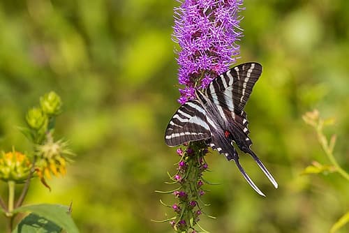Zebra Swallowtail on Prairie blazing star-Rock Cave Nature Preserve-Effingham County-Illinois Nature Print